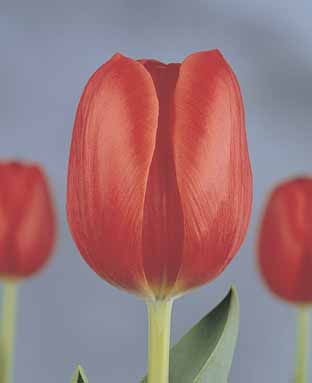 Hollandia