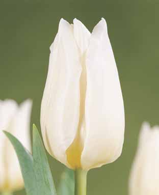 Agrass White
