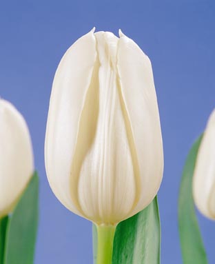 White Heaven