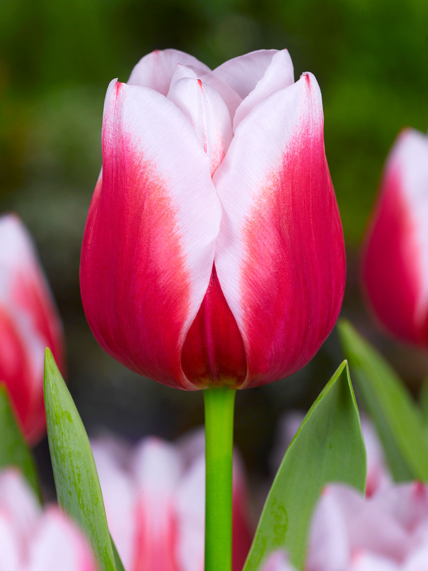 Afbeeldingsresultaat voor tulp