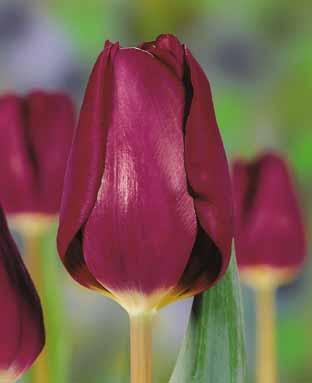 Purple Lady