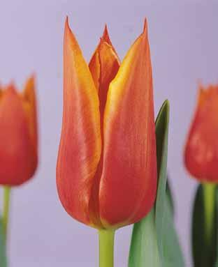 Synaeda Orange