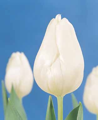 White Marvel