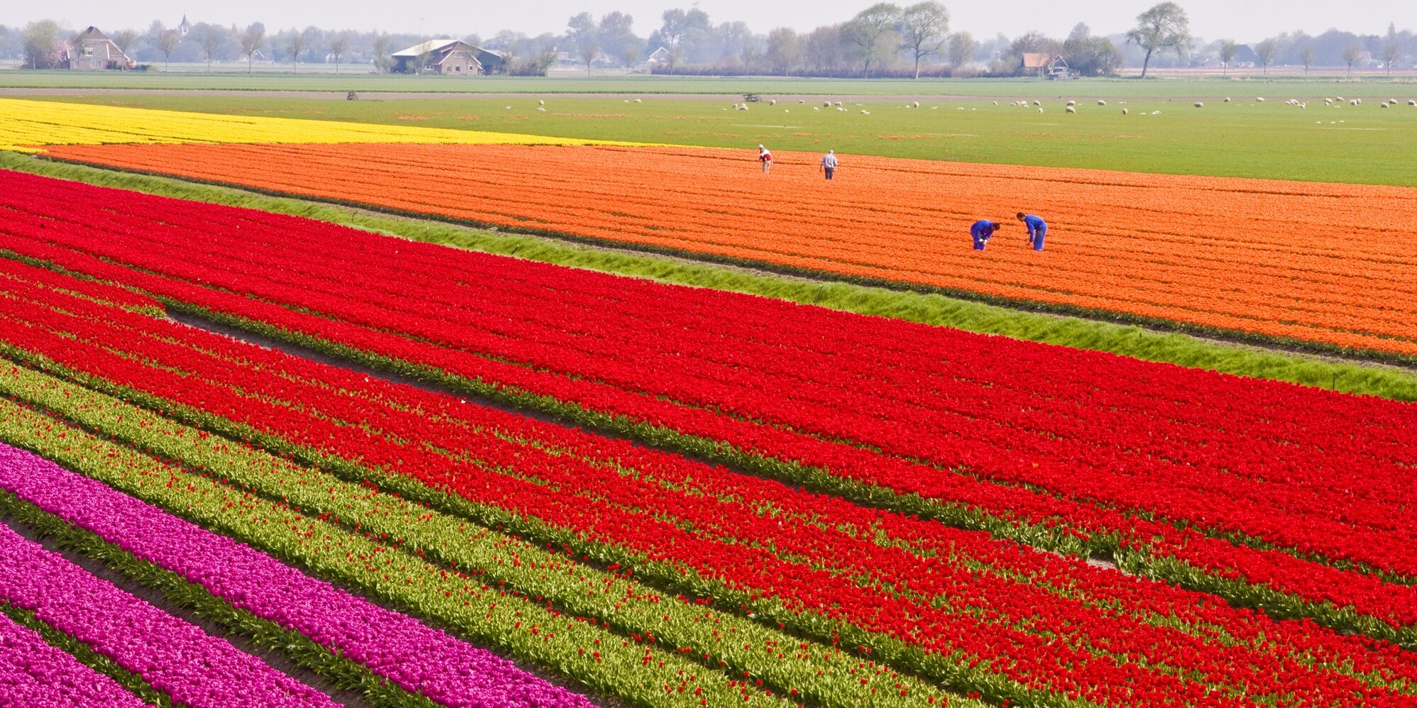 A landscape with fields of colorful tulips and people walking.