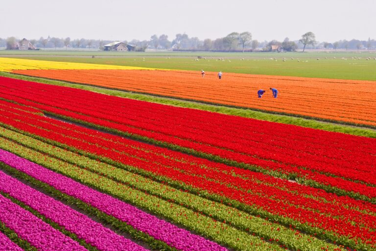 A landscape with fields of colorful tulips and people walking.