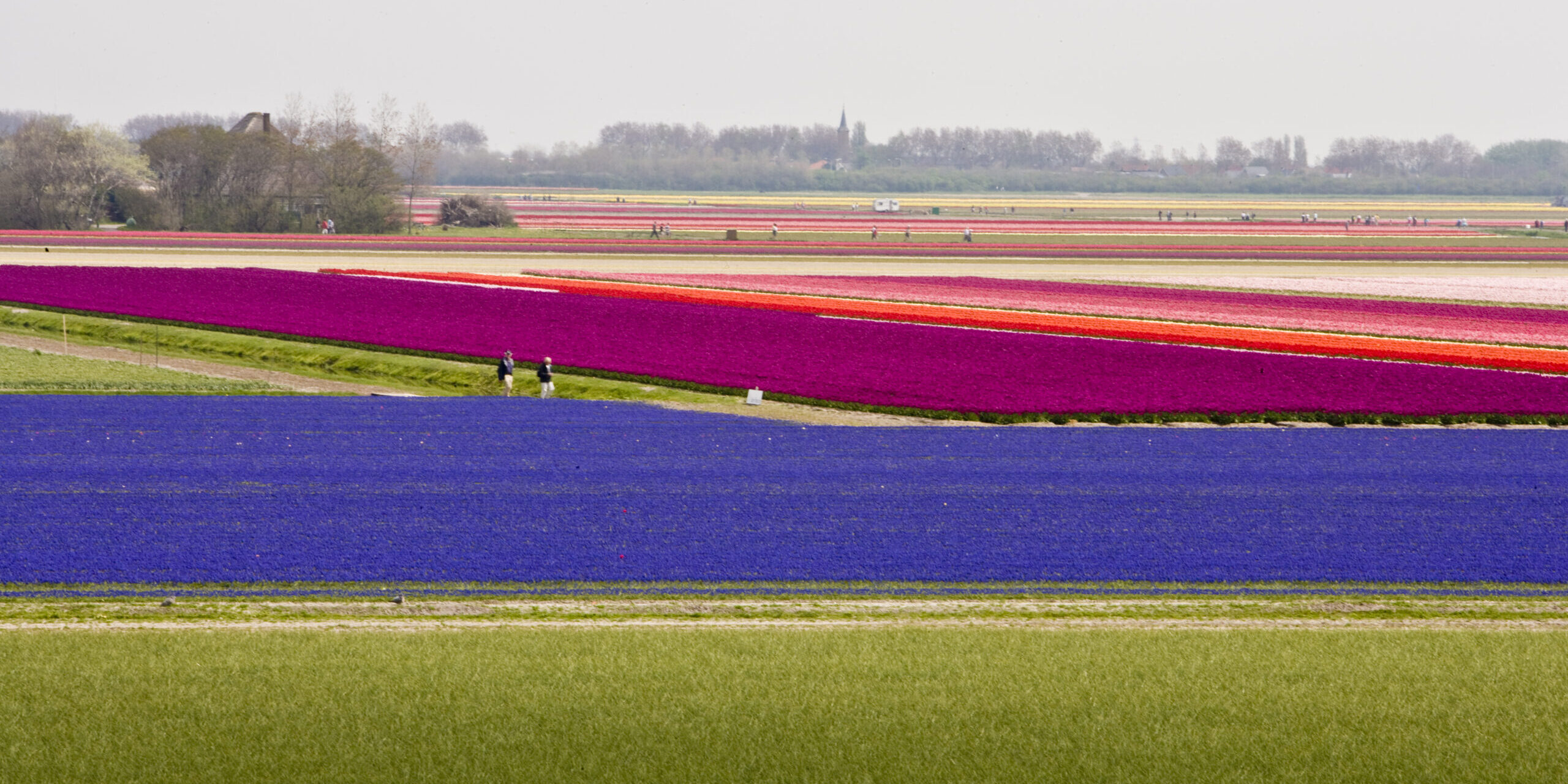 A landscape with fields of colorful tulips and people walking.
