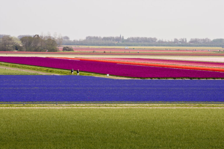 A landscape with fields of colorful tulips and people walking.